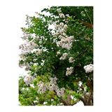 Gardenbox Beyaz Çiçekli Oya Ağacı Fidanı, 40-80 cm, Saksılı, Lagerstroemia Indica