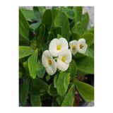 Gardenbox Beyaz Euphorbia Çiçeği Fidanı, 15-30cm Saksılı, 1 Adet