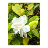 Gardenbox Beyaz Gardenya Çiçeği Saksılı, 25-40cm, Kokulu Salon Bitkisi