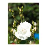Gardenbox Beyaz Gül Fidanı, Yoğun Kokulu, Saksılı, 50-70cm, 1 Adet