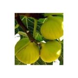 Gardenbox Beyaz İncir Fidanı, 1 Yaş, 40-50 cm, Aşılı, Bol Verimli