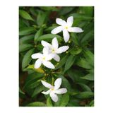 Gardenbox Beyaz İzmir Yasemin Çiçeği Fidanı, 30-50 cm, Saksılı, İç/Dış Mekan Bitkisi