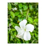 Gardenbox Beyaz Japon Gülü Çiçeği Fidanı, 3 Adet, 40-60 cm, Saksılı, Bodur