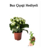 Gardenbox Beyaz Kalanşo Çiçeği, Buz Çiçeği Hediyeli, İç Mekan Bitkisi