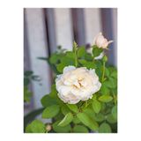 Gardenbox Beyaz Kokulu Gül Fidanı, 10-15 cm, 1 Adet Saksılı Aşılı Gül