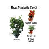 Gardenbox Beyaz Mandevilla Çiçeği Saksılı, Kurdele Çiçeği Hediyeli Peyzaj Seti