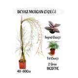 Gardenbox Beyaz Mercan Çiçeği, 40-60 cm, Saksılı, Tül ve Telgraf Çiçeği Hediye
