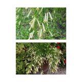 Gardenbox Beyaz Mercan Çiçeği Fidanı, 30-40 cm, Saksılı, Russelia Equisetiformis