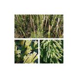 Gardenbox Beyaz Mercan Çiçeği (Russelia Equisetiformis), 30-60 cm, Saksılı, Dış Mekan Sarmaşık Bitkisi
