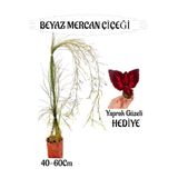 Gardenbox Beyaz Mercan Çiçeği Sakılı, 40-60 cm, Bordo Yaprak Güzeli Hediye, Bahçe Teras Bitkisi