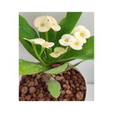 Gardenbox Beyaz Milli Dikenler Tacı, 1 Adet Saksılı, 15-40 cm, Euphorbia Salon Bitkisi