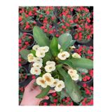 Gardenbox Beyaz Milli Dikenler Tacı Euphorbia Saksılı Çiçekli Bodur Bitki, 15-45 cm, 1 Adet