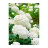 Gardenbox Beyaz Ortanca Çiçeği Fidanı, 40-50 cm Saksıda, Çiçekli Bodur Bitkiler
