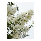 Gardenbox Beyaz Oya Çiçeği Fidanı, 80cm, Dış Mekan Ağacı