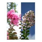 Gardenbox Beyaz Pembe Renkli Oya Ağacı Fidanı, 60-80 cm, 2 Adet, Lagerstroemia Indica, Dış Mekan Bitkisi