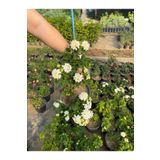 Gardenbox Beyaz Renk Çalı Minesi Çiçeği 20-40cm 1 Adet Saksılı (Lantana camara)