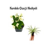 Gardenbox Beyaz Renk Miili Dikenler Tacı Çiçeği, Kurdele Çiçeği, Hediyeli