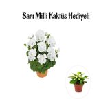 Gardenbox Beyaz Sardunya Çiçeği, Sarı Milli Kaktüs Hediyeli