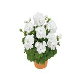 Gardenbox Beyaz Sardunya Fidanı, Hediyelik Tül Kuşkonmaz Ambalajlı