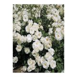 Gardenbox Beyaz Sarmasık Çardak Gülü Fidanı, Saksılı, 60-120cm, Rose on a Pergola