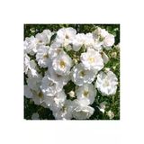 Gardenbox Beyaz Sarmaşık Gül Fidanı, Kokulu, 90-140 cm, Saksılı Aşılı
