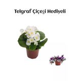 Gardenbox Beyaz Şeker Begonya Çiçeği, Hediyelik, Telgraf Hediyeli