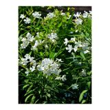 Gardenbox Beyaz Zakkum Çiçeği, 50-70 cm, 1 Adet Saksılı Çiçekli Bahçe Balkon Bitkisi, Nerium Oleander