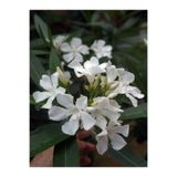 Gardenbox Beyaz Zakkum Çiçeği Fidanı, 50-75 cm, Saksılı, Oleander Flower