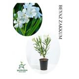 Gardenbox Beyaz Zakkum Çiçeği Fidanı, Saksılı, 30-60cm, Yaz Bitkisi