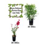 Gardenbox Beyaz Zakkum Çiçeği, Kırmızı Oya Ağacı Saksılı Bahçe Seti, 30-60 cm