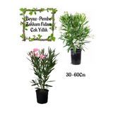 Gardenbox Beyaz Zakkum Çiçeği, Pembe Zakkum Çiçeği Saksılı Bahçe Seti, 30-60 cm