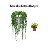 Gardenbox Bezelya Çiçeği Bitkisi, Sarı Milli Hediyeli, Tespih Boncuklu