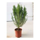 Gardenbox Biberiye Fidanı Büyük Boy (kuş Dili) Saksılı (5.5 Litre) Biberiye Fidanı, Saksıda ,kuşdili