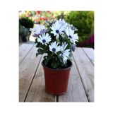 Gardenbox Bodrum Papatyası (Afrika Papatyası) Osteospermum Ecklonis Beyaz Renkli