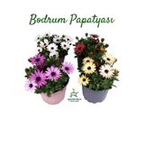 Gardenbox Bodrum Papatyası, Osteospermum, 4 Saksı, Canlı Çiçek, 4'lü Miks