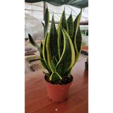 Gardenbox Bodur Bol Yavrulu Paşa Kılıcı Sansevaria Peygamber Kılıcı Çiçeği, 50 cm