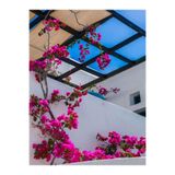 Gardenbox Bodur Fuşya Gelin Duvağı Begonvil, 30-60 cm, 1 Adet Saksılı Bougainvillea
