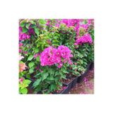 Gardenbox Bodur Fuşya Gelin Duvağı Begonvil Bougainvillea