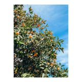 Gardenbox Bodur Kamkat Fidanı, 50-80 cm, Saksılı, Bahçe Bitkisi
