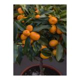 Gardenbox Bodur Kamkat Meyveli, 40-60 cm, 1 Adet Tüplü, Ev Balkon İç Mekan Bitkisi, Fortunella