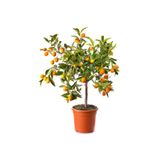 Gardenbox Bodur Kumkuat Ağacı, Meyveli, Saksılı, 40-60 cm, 1 Adet