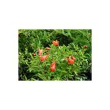 Gardenbox Bodur Süs Narı Çiçeği Fidanı, 40-60 cm, Saksılı, Pomegranate