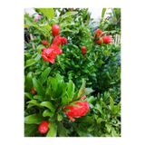 Gardenbox Bodur Süs Narı Çiçeği Fidanı, Saksılı, 30-60 cm, Bahçe Bitkisi