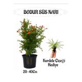Gardenbox Bodur Süs Narı Fidanı, Saksılı, 20-40 cm, Kurdele Çiçeği Hediyeli