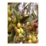 Gardenbox Bodur Zeytin Ağacı Fidanı, 60-80 cm, Saksılı, Dwarf Olive