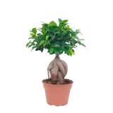 Gardenbox Bonsai 25 -30cm Canlı Ev Salon Bitkisi Ofis Bitkisi