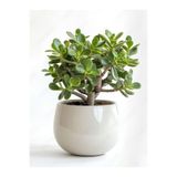 Gardenbox Bonsai Formlu Crassula Ovata Para Bereket Ağacı Canlı Saksıda Ev Ofis Dekoratif Salon Bitkisi