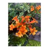 Gardenbox Borazan Çiçeği Turuncu Renk 40-60cm Bahçe Balkon Çiçeği
