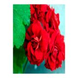 Gardenbox Bordo Sakız Sardunya Çiçeği, 15-25 cm Saksılı Çiçekli Bodur Bitkiler, Geranium