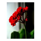 Gardenbox Bordo Sakız Sardunya Çiçeği Fidanı, 25-35 cm, Saksılı, Geranium